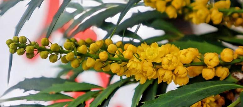 細柊南天の写真