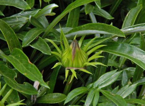 クンショウギク クンショウギクの写真