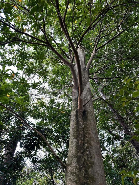 ヒサカキ　宇久井ビジターセンター　植物 ヒサカキ,公共施設,環境省の写真素材