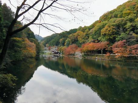 秋の鎌北湖 秋の鎌北湖 鎌北湖,紅葉,モミジの写真素材