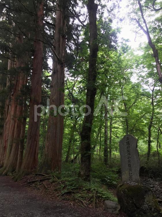 長野県　戸隠神社　参道-01 長野県,戸隠神社,参道の写真素材