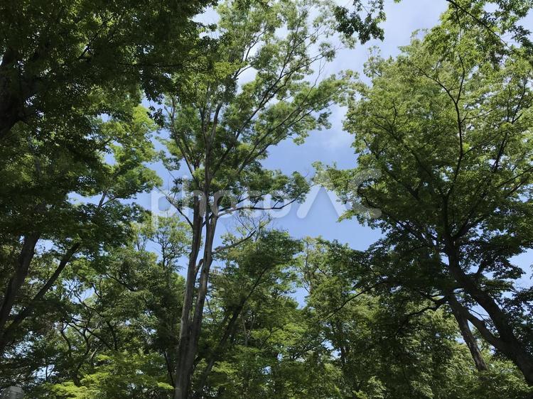爽やかな空と木々 木材,葉,木の写真素材