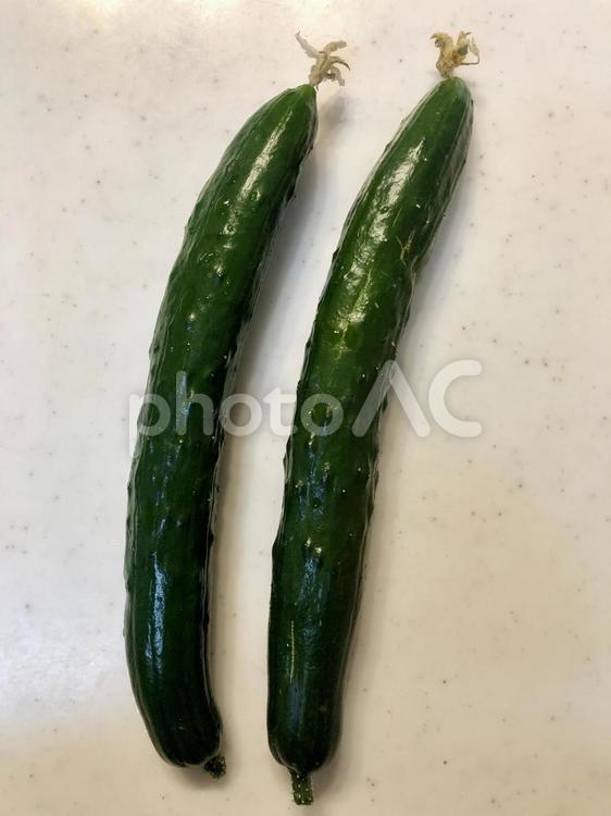 採れたてきゅうり きゅうり,野菜,夏野菜の写真素材