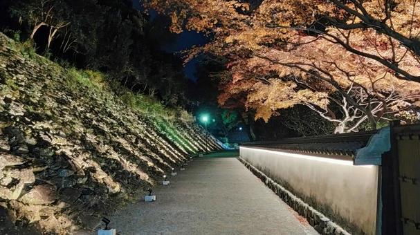 和歌山城紅葉渓庭園のライトアップ 和歌山城紅葉渓庭園のライトアップ ライトアップ,夜景,紅葉の写真素材