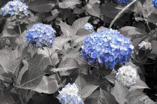 青い紫陽花とモノクロの葉 青い紫陽花とモノクロの葉の写真