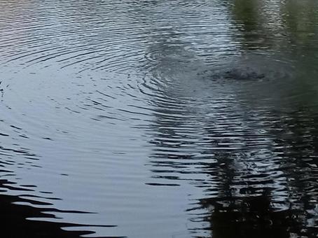 Photo, watermarks, ripple, water, 
