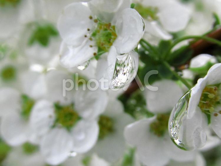 雪柳（ユキヤナギ）の花と水滴 四季,春,自然の写真素材