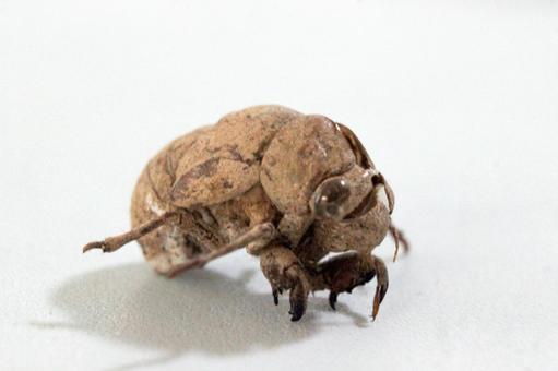 セミの抜け殻 セミ,抜け殻,虫の写真素材