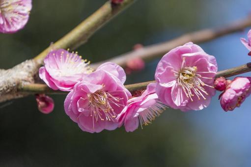 淡いピンクの梅の花 淡いピンクの梅の花の写真