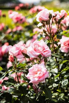 ピンク色のバラ/プリンセス アイコ ピンク色のバラ/プリンセス アイコ 薔薇,ピンク,花の写真素材