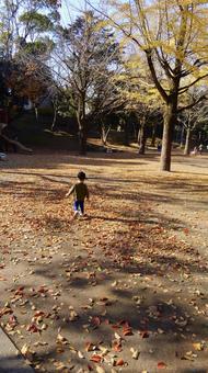 落ち葉のじゅうたんと色づくイチョウ 落ち葉のじゅうたんと色づくイチョウの写真