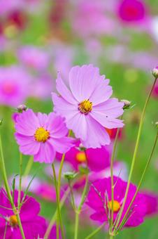 満開のピンクコスモスが揺れる秋の日 コスモス,花,ピンクの写真素材
