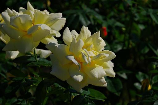 10月のバラ 10月のバラ バラ,薔薇,黄色の写真素材