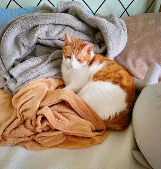 ふわふわ毛布の上で眠る茶白猫の午後 ふわふわ毛布の上で眠る茶白猫の午後 猫,ねこ,茶白猫の写真素材