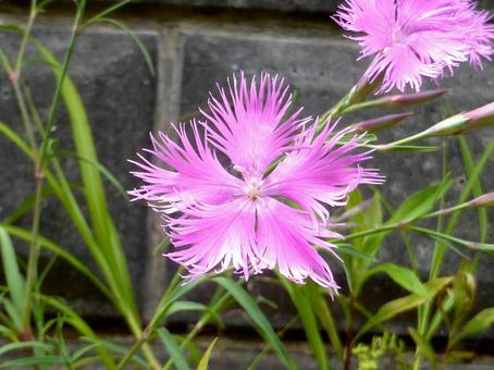 住宅街の花壇に咲くカワラナデシコ 住宅街の花壇に咲くカワラナデシコ カワラナデシコ,撫子,花の写真素材