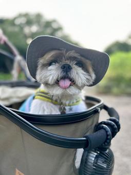 愛犬とカート 愛犬とカートの写真