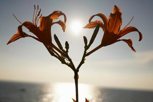 太陽と花 太陽と花の写真