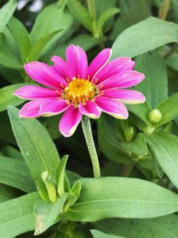 夏の花 夏の花の写真