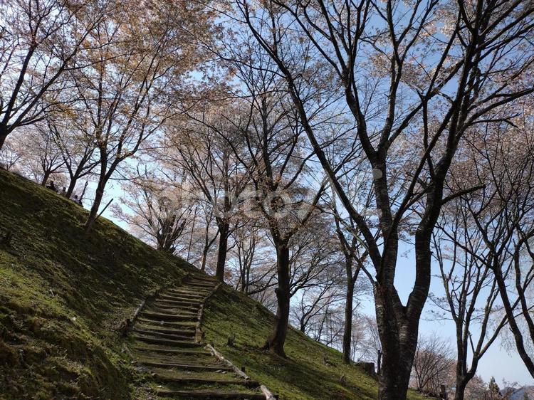 桜の中を往く山道 吉野山,吉野,奈良県の写真素材