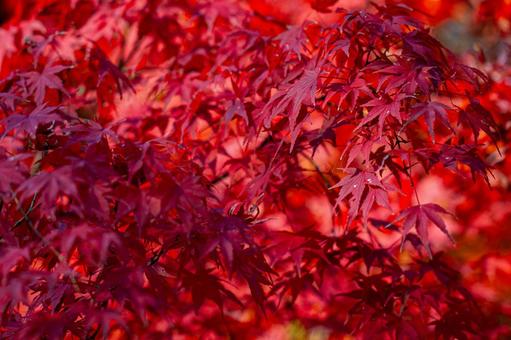 真っ赤な紅葉 真っ赤な紅葉 紅葉,赤い葉,秋の葉の写真素材