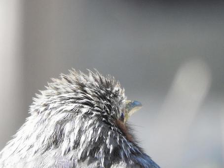 後ろから見たヒヨドリ 後ろから見たヒヨドリの写真