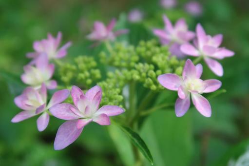 紫陽花 アジサイ 夏の花 紫陽花 アジサイ 夏の花の写真