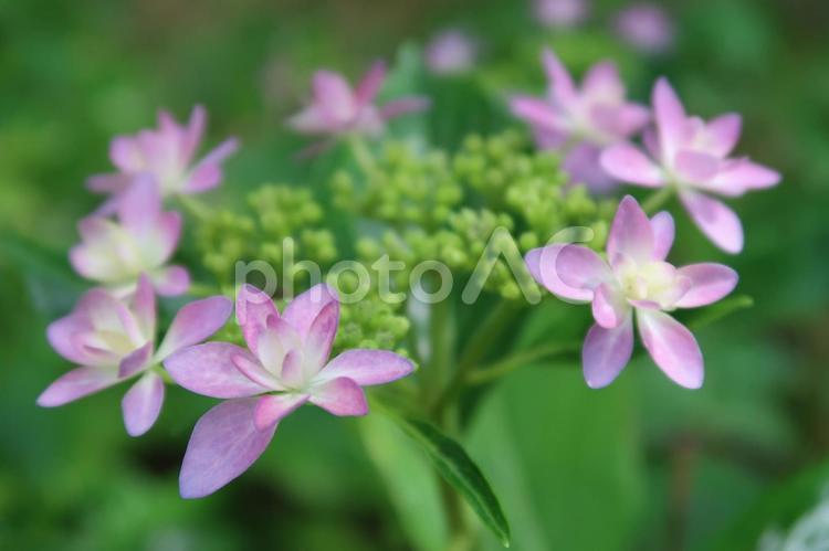 紫陽花　アジサイ　夏の花 紫陽花,アジサイ,夏の花の写真素材