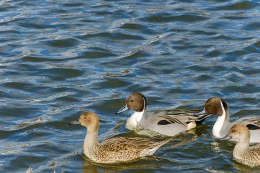 仲良く泳ぐオナガガモの群れ 仲良く泳ぐオナガガモの群れ オナガガモ,鳥,水鳥の写真素材