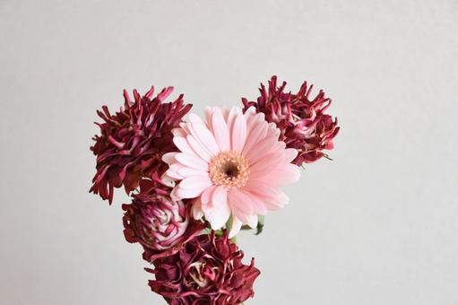 紅華美とガーベラ 紅華美,ガーベラ,ピンクの写真素材