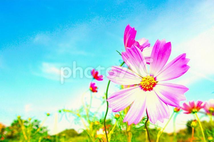 秋空とコスモスのある風景素材 コスモス,秋桜,満開の写真素材