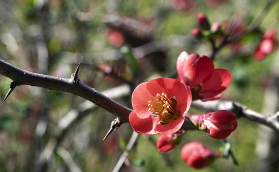 Japanese quince flower in full bloom, JPG
