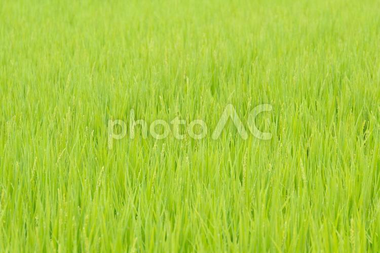 密集する稲 稲,稲穂,農業の写真素材