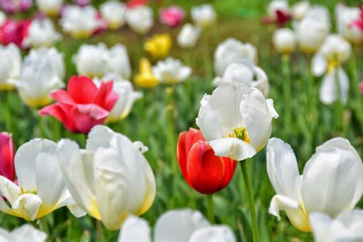 紅白 紅白の写真