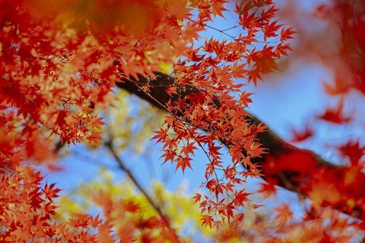 秋の紅葉 秋の紅葉 紅葉,背景,秋の写真素材