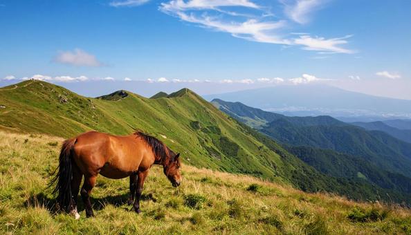 青空の下、のんびりと草を食んでいる馬 青空の下、のんびりと草を食んでいる馬の写真