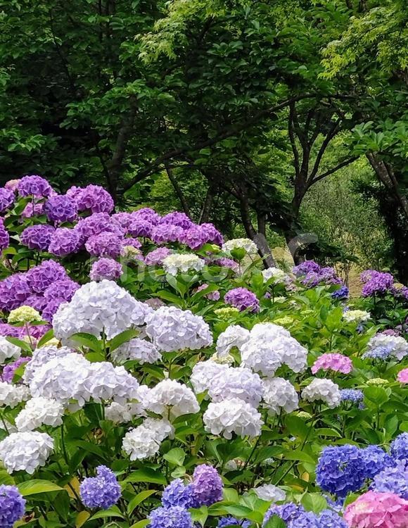 初夏　満開の紫陽花　近景 花,紫陽花,アジサイの写真素材