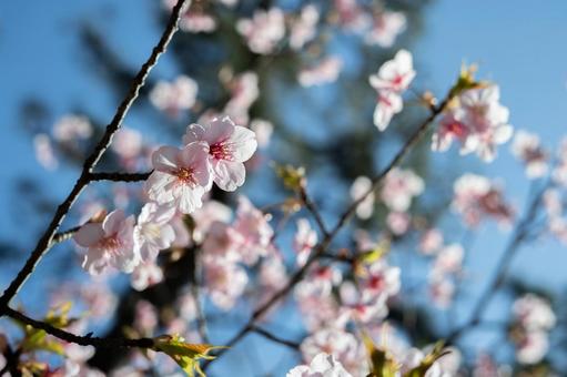 春風に揺れる桜の花 春風に揺れる桜の花の写真
