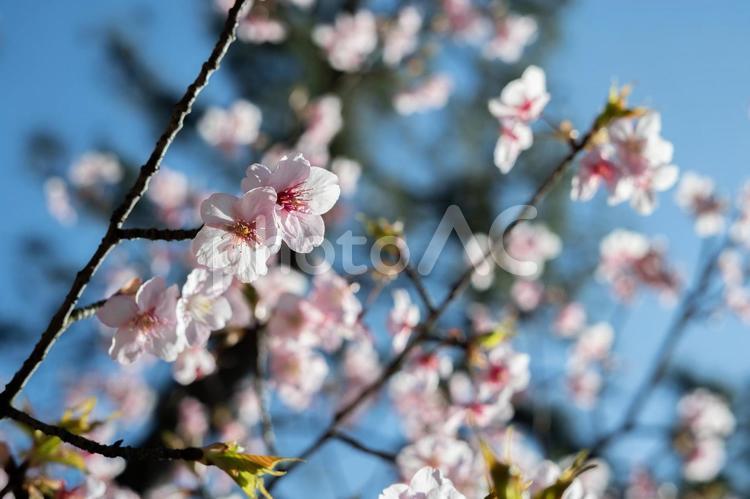 春風に揺れる桜の花 桜,ソメイヨシノ,お花見の写真素材