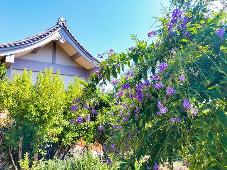 デュランタの花　伊豆下田の寝姿山にて デュランタ,花,紫色の写真素材