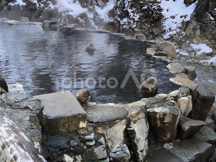 地獄谷野猿公苑　猿　温泉10 地獄谷野猿公苑,温泉,猿の写真素材
