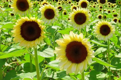夏イメージひまわりの花 夏イメージひまわりの花 ひまわり,向日葵,花の写真素材