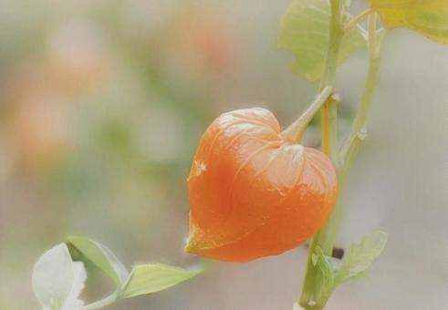 Ground cherry, JPG Ground cherry, JPG