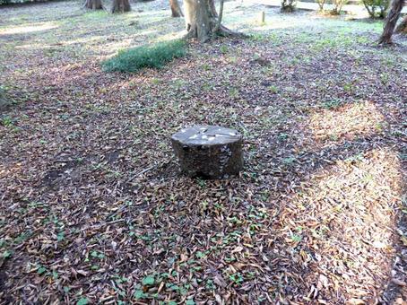 伐採され切り株が残る林の風景 木,樹木,伐採の写真素材