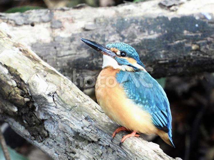 倒木にとまるカワセミ 鳥,野鳥,カワセミの写真素材
