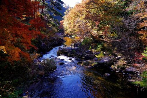 紅葉と清流が彩る秋の渓谷 紅葉,秋,11月の写真素材