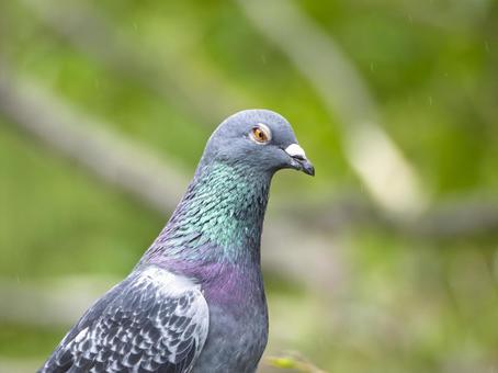 ご機嫌斜めなハトの横顔 ハト,鳥,野鳥の写真素材