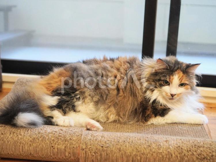 猫（ノルウェイジャンフォレストキャット） 猫,ねこ,ネコの写真素材