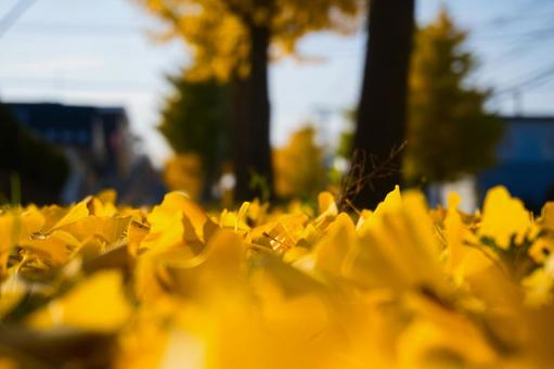 イチョウの葉の写真