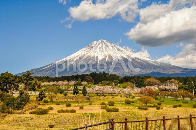 4月の富士山と桜 富士山,春,桜の写真素材