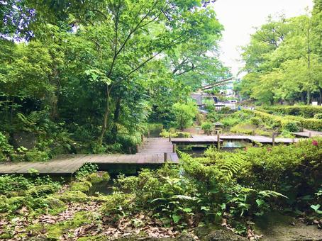 森林と池(楽寿園) 森林と池(楽寿園) 楽寿園,森林,森林浴の写真素材